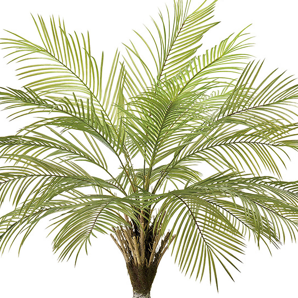 フェニックス 大型 観葉植物 人気 おしゃれ インテリアグリーン