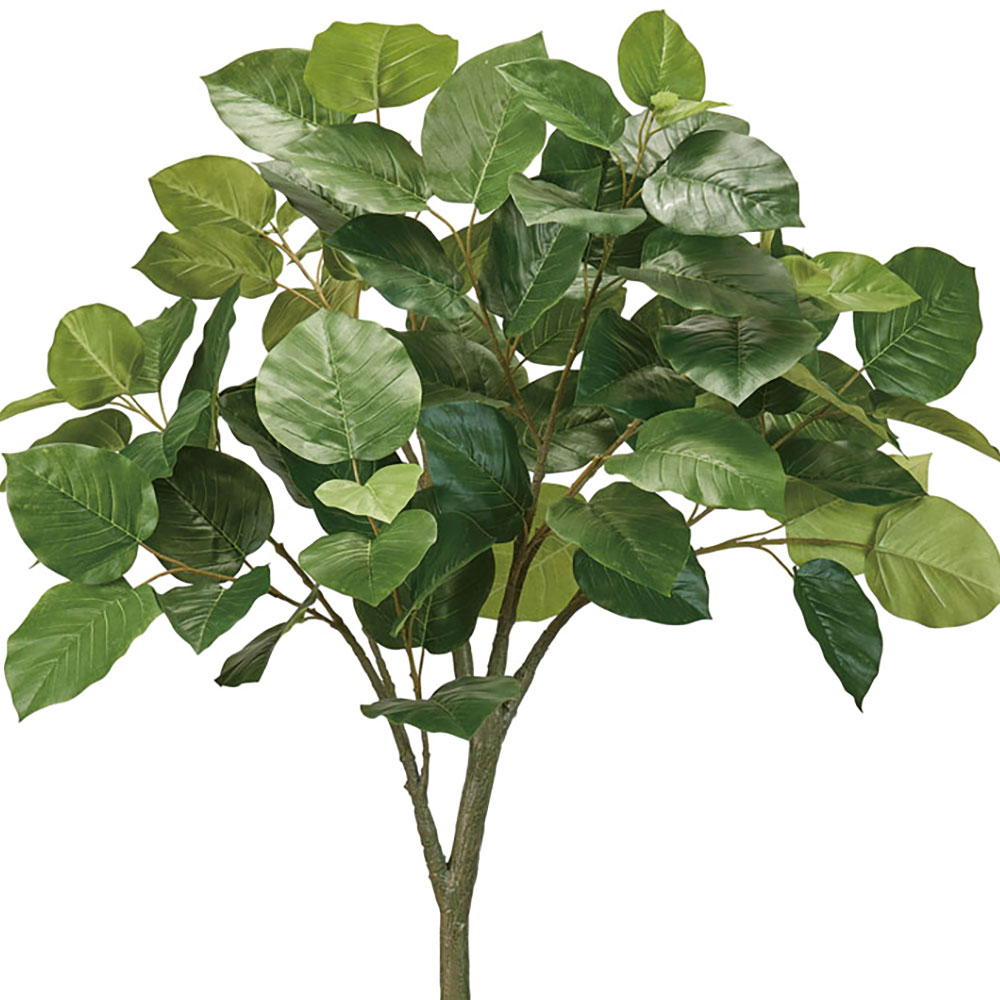 ウンベラータ 大型 人気 インテリアグリーン おしゃれ リアル 観葉植物