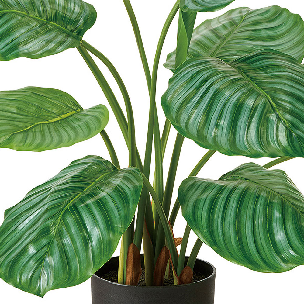 カラテア　観葉植物　フェイクグリーン 観葉植物【フェイクグリーン】カラテア 30cm オスト ボール マット