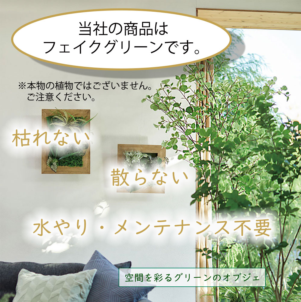 観葉植物 おしゃれ 屋外対応 インテリアグリーン エバーフレッシュ