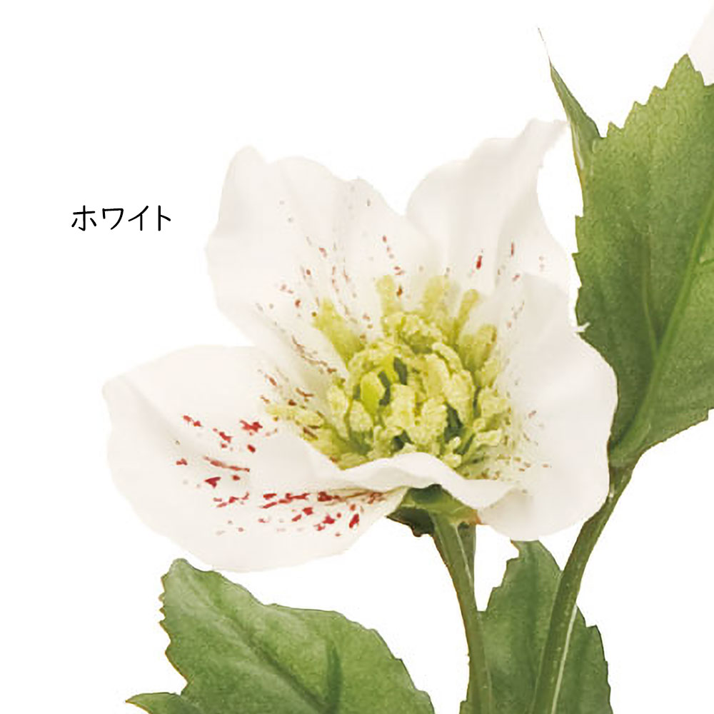 クリスマスローズとグリーンのナチュラルリース 28cm クリスマスローズとグリーンのナチュラルリース 28cm クリスマスローズ