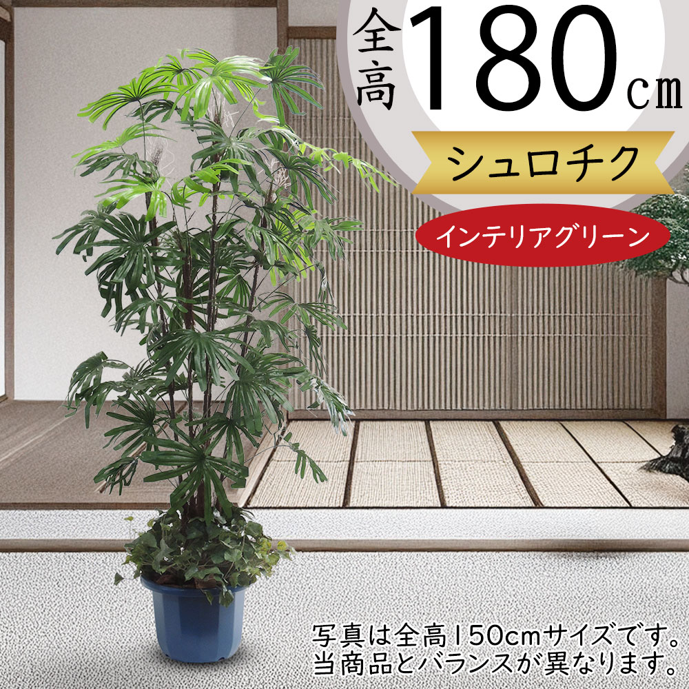 シュロチク 大型 ヤシ類 ヤシの木 観葉植物 人気 おしゃれ シュロチク 大型 ヤシ類 ヤシの木 観葉植物 人気 おしゃれ