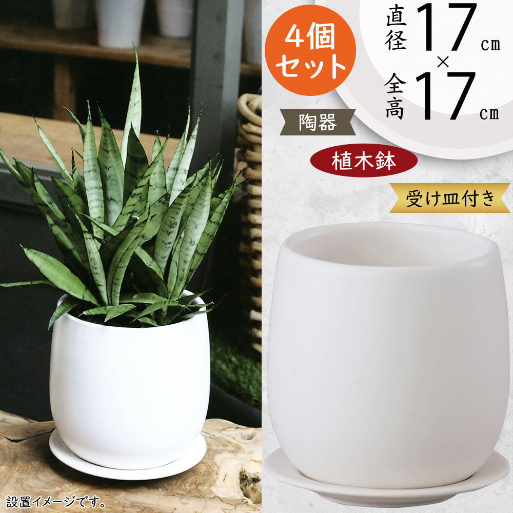 スーパーセール 目玉商品 gp-ho-601-2mw-z.jpg その他観葉植物