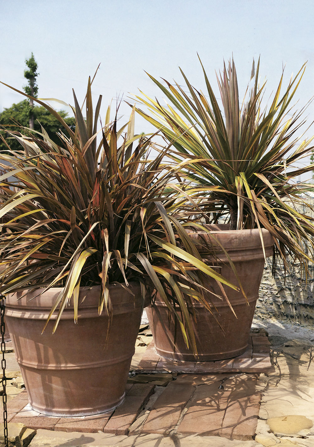 大型のテラコッタ植木鉢