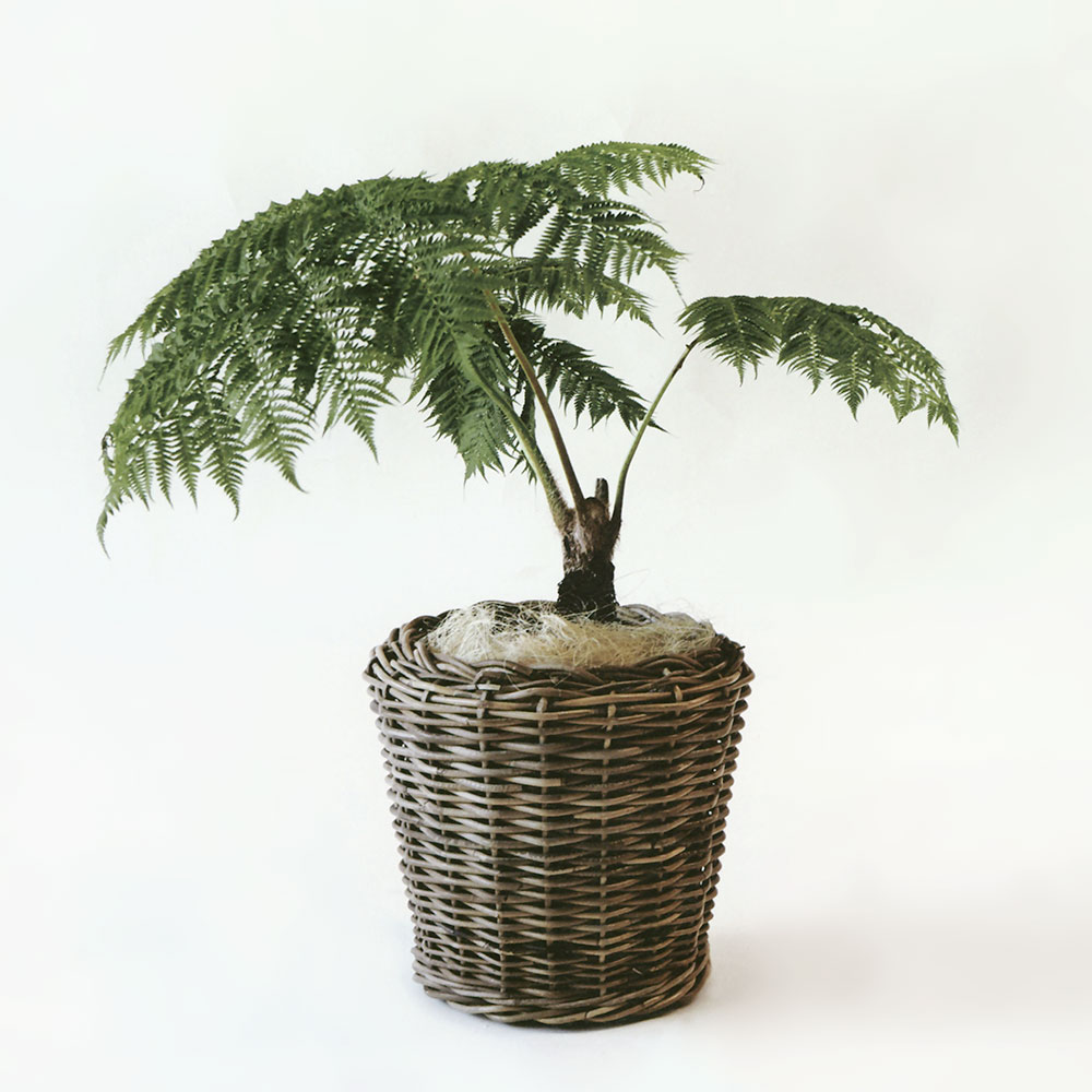 鉢カバー 大型 おしゃれ バスケット 人気 プランター 観葉植物