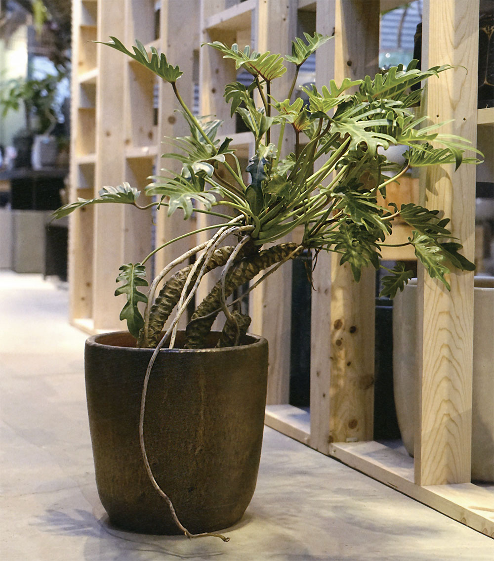 植木鉢 おしゃれ 大型 プランター 人気 おすすめ 観葉植物 釉薬