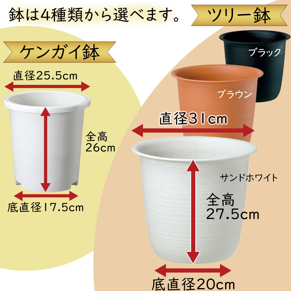 鉢は４種類の中からお選びください。