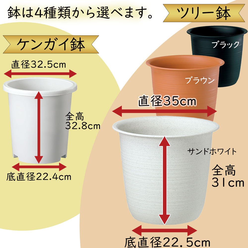 鉢の種類