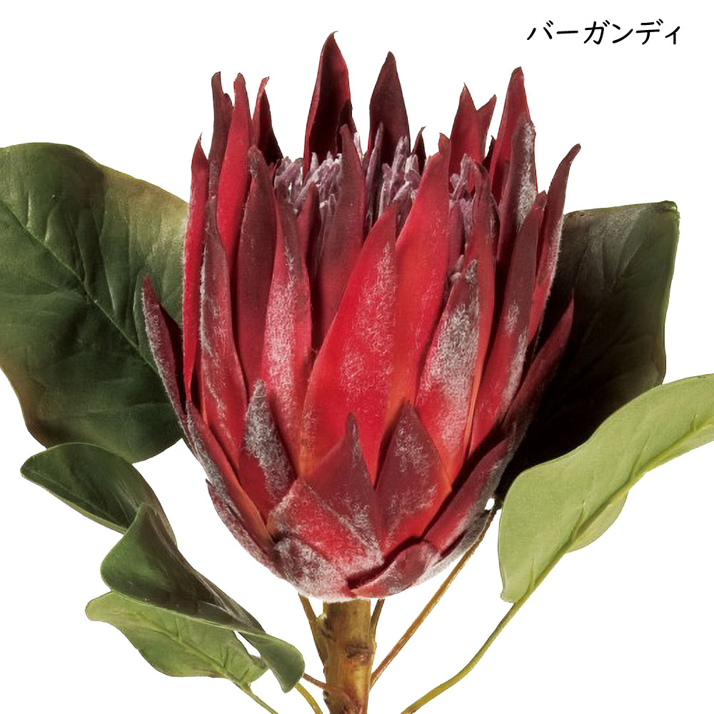 花材 キングプロテア（花束、アレンジメント）｜造花、アートフラワー
