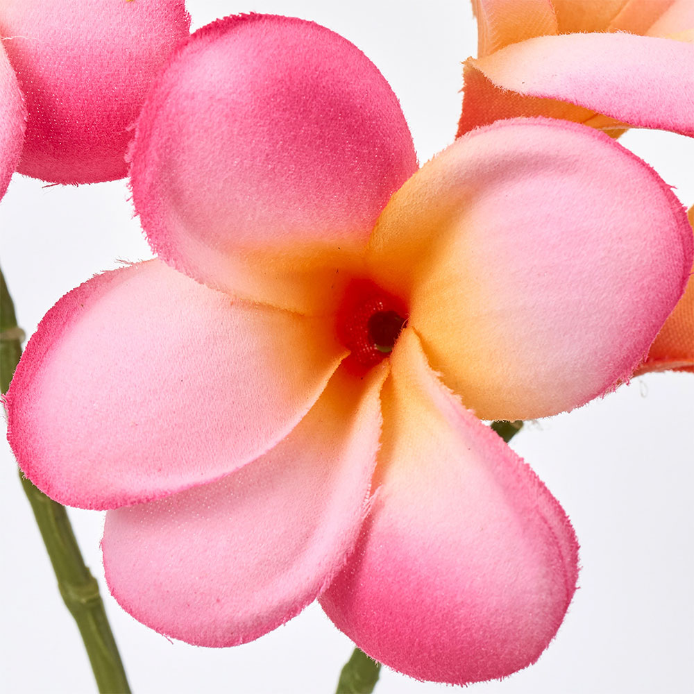 プルメリア 鉢のおすすめ人気商品一覧 通販 - Yahoo!ショッピング