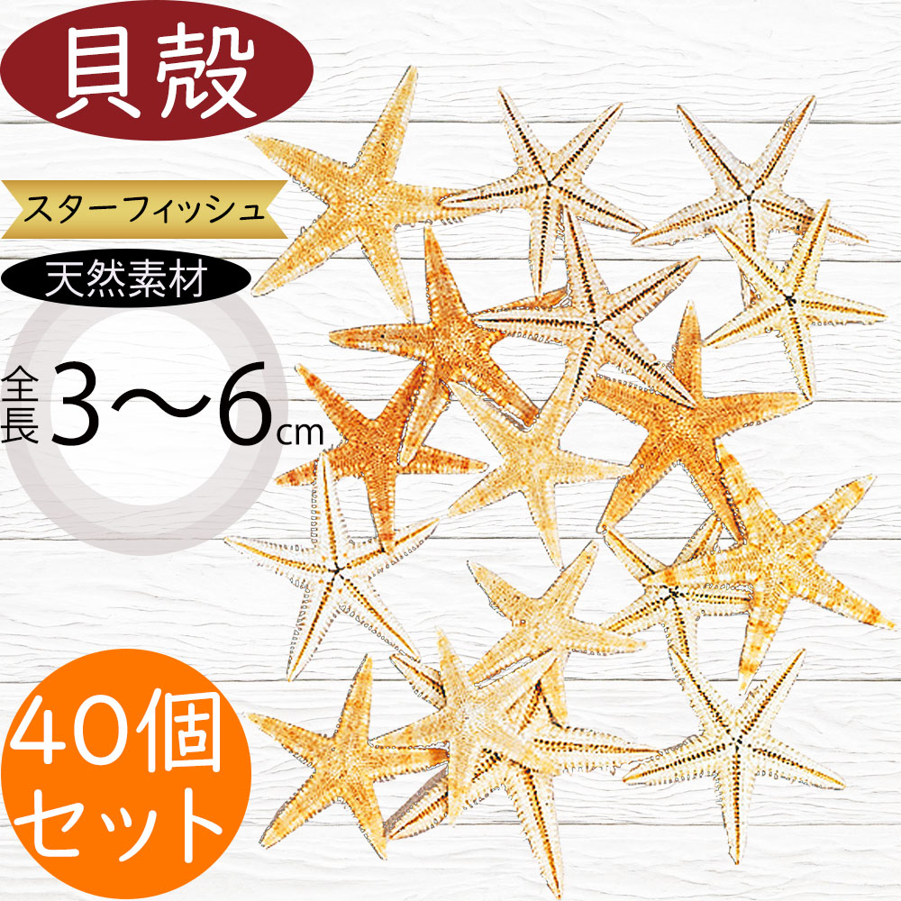 貝殻 貝がら シェル おしゃれ 人気 天然素材 スターフィッシュ
