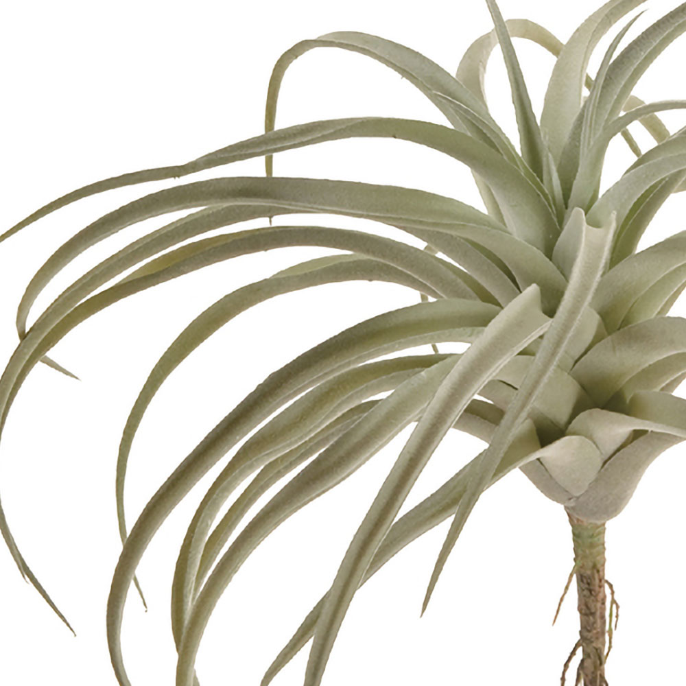 ティランジア チランジア エアプランツ おしゃれ 人気 リアル フェイク