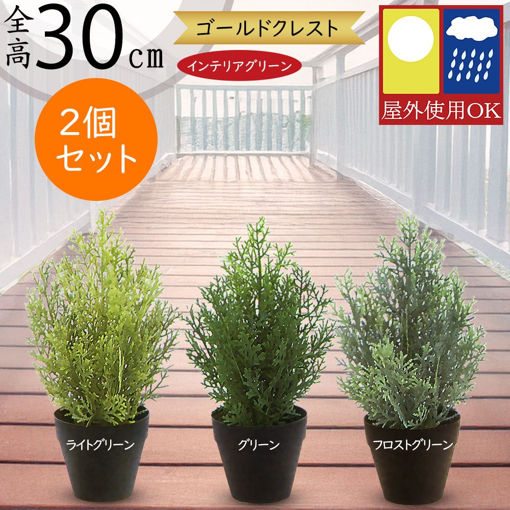 屋外用ゴールドクレスト屋外設置例