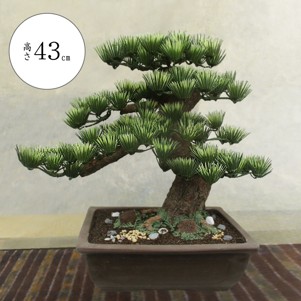 現品　盆栽　五葉松　陶器鉢　人気　観葉植物　インテリアグリーン　インテリア 盆栽 おしゃれ 松の盆栽 インテリアグリーン 人気 フェイクグリーン