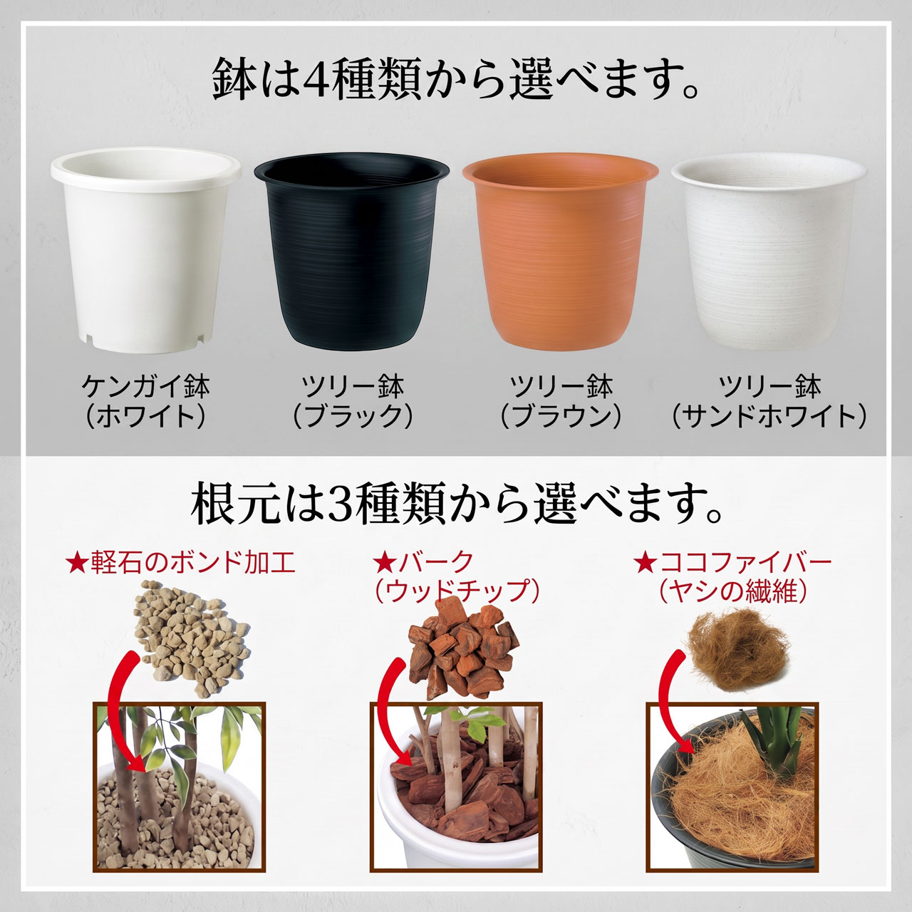 鉢と根元