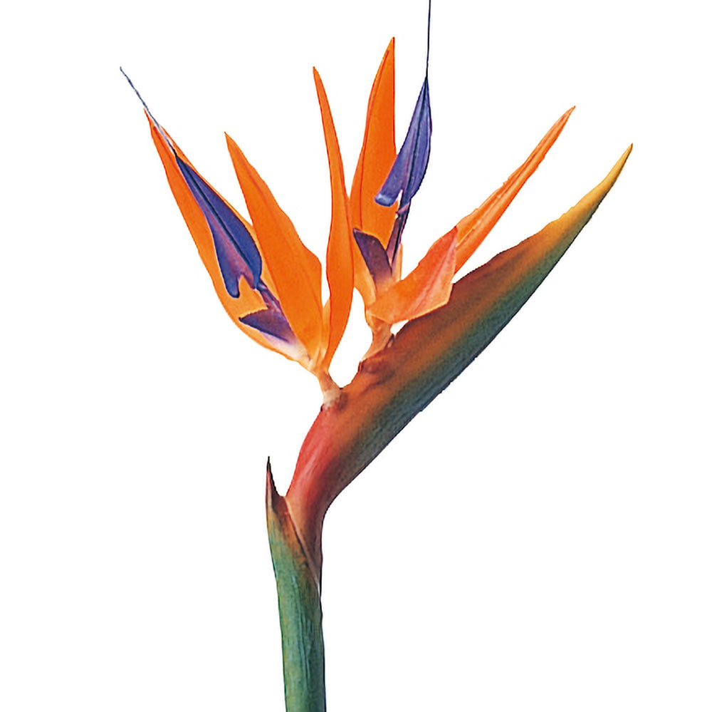 ストレリチア（極楽鳥花）人工植物 約160cm LJKI] ストレリチア 極楽鳥花 160cm フェイクグリーン 大型 人工観葉