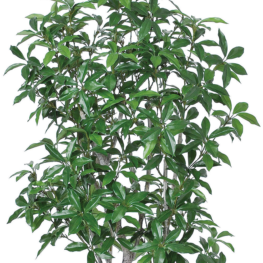 観葉植物 おしゃれ インテリアグリーン リアル 人気 おすすめ フェイク
