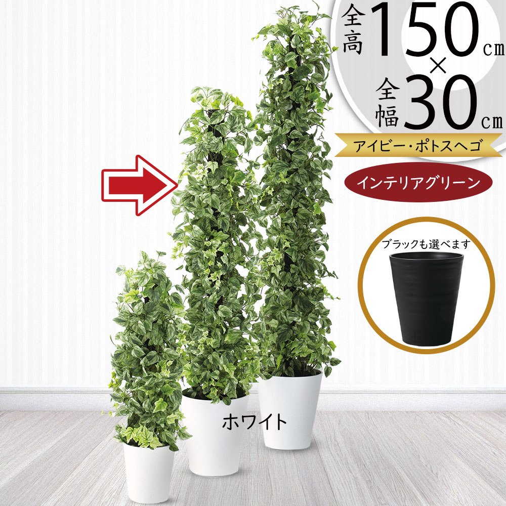 ポトス アイビー ヘゴ インテリアグリーン おしゃれ 人気 観葉植物