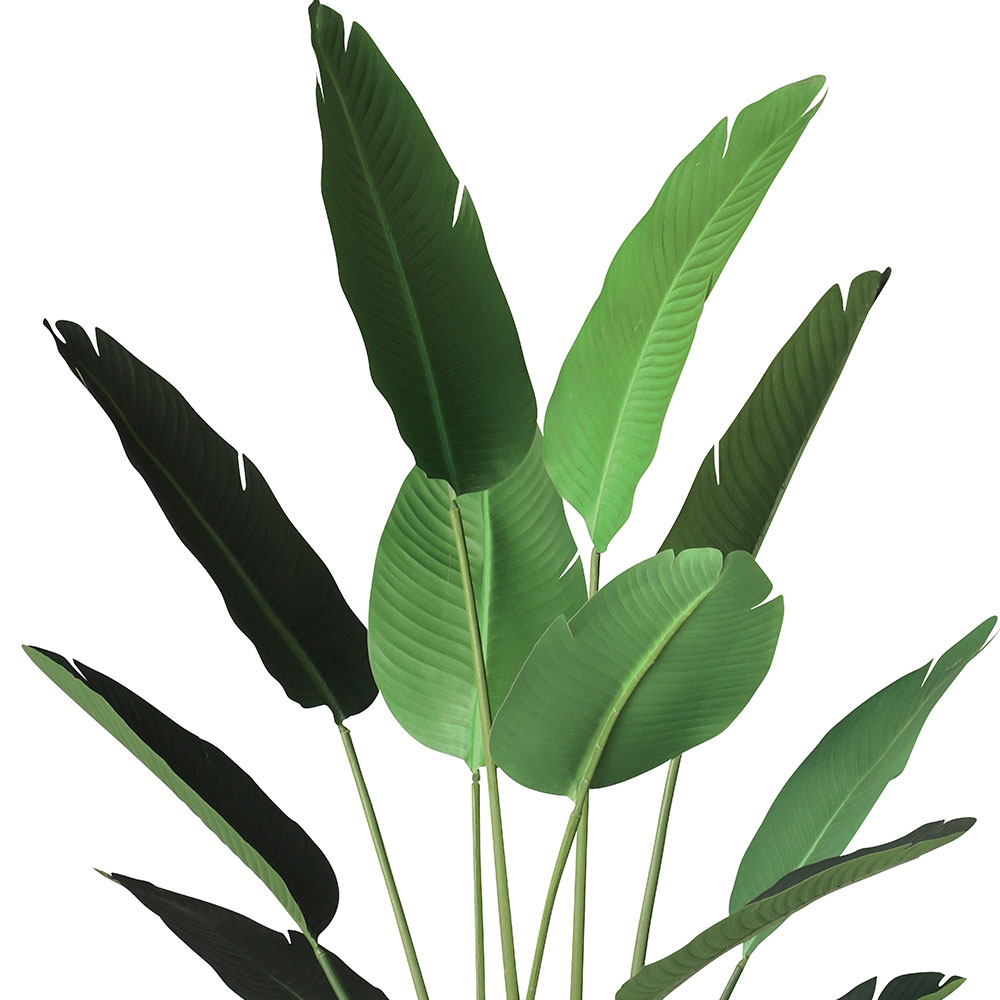 ストレリチア ストレチア 観葉植物 おしゃれ 大型 インテリアグリーン