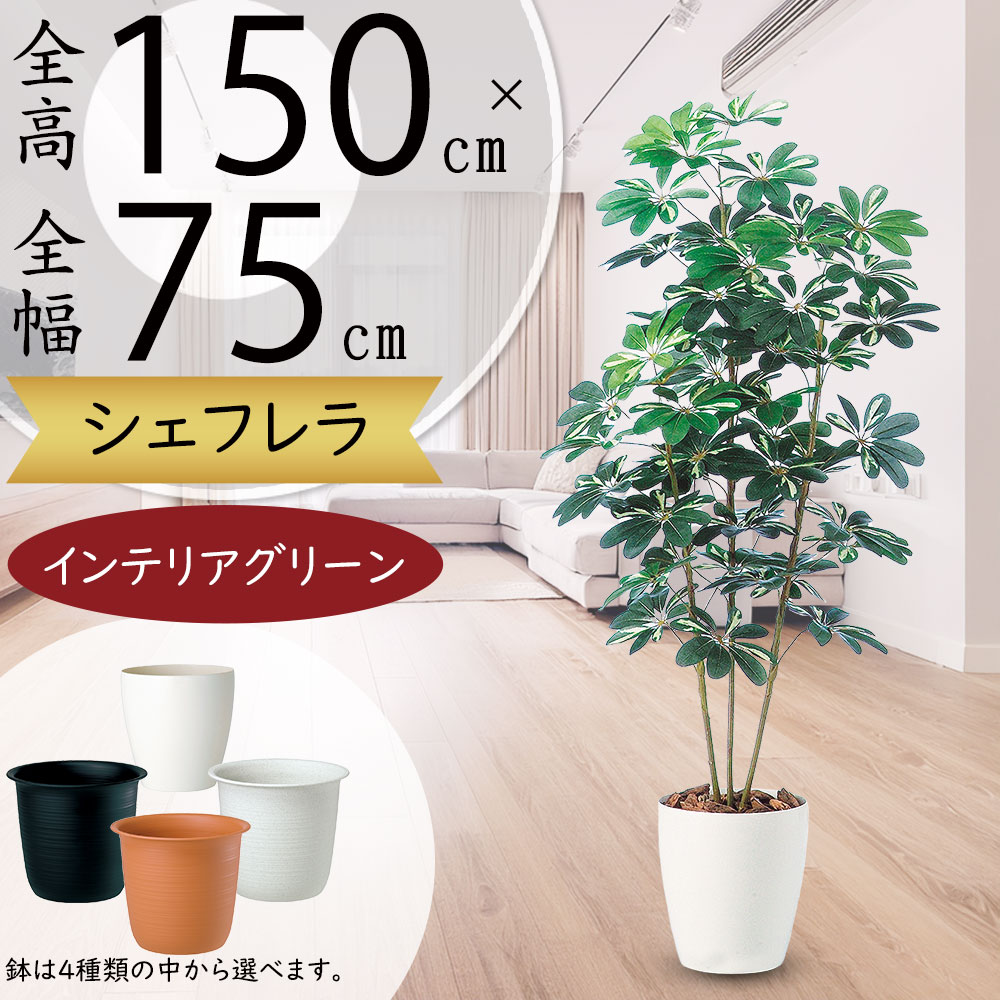 インテリアグリーン おしゃれ リアル 人気 おすすめ 観葉植物 フェイク