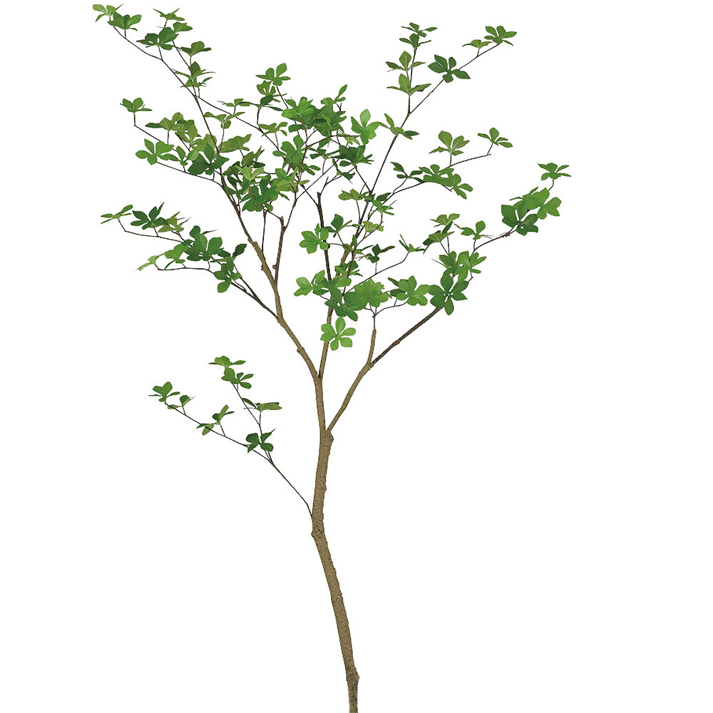 インテリアグリーンと植木鉢の通信販売 - ドウダンツツジ｜Yahoo