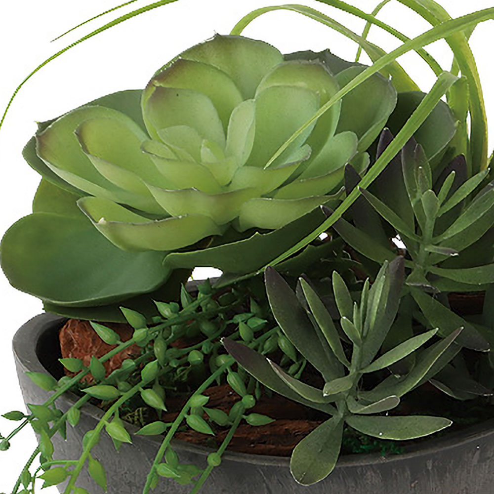 インテリアグリーン おしゃれ 小型 観葉植物 ...の詳細画像2