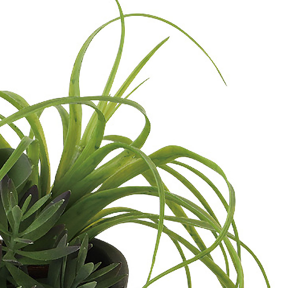 インテリアグリーン おしゃれ 小型 観葉植物 ...の詳細画像3
