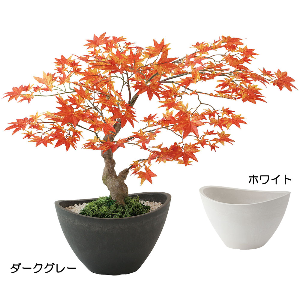 モミジ盆栽