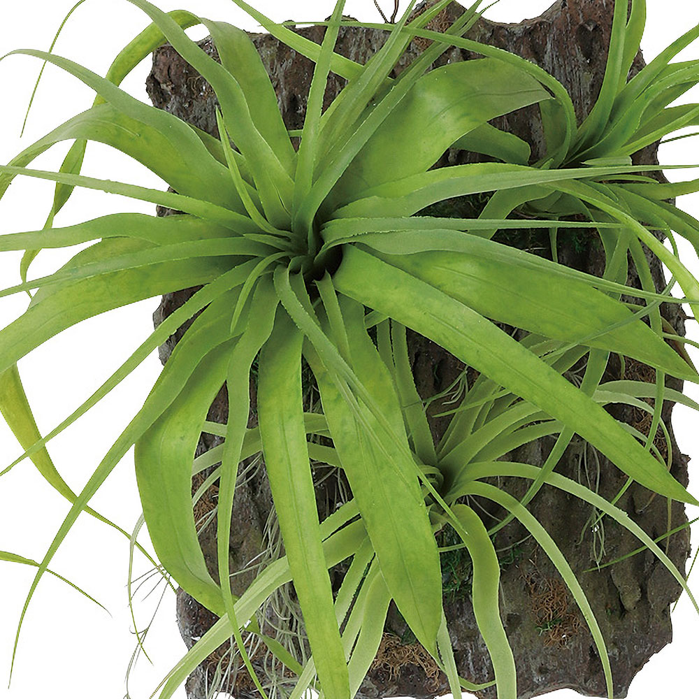 チランジア エアプランツ ティランジア インテリアグリーン おしゃれ