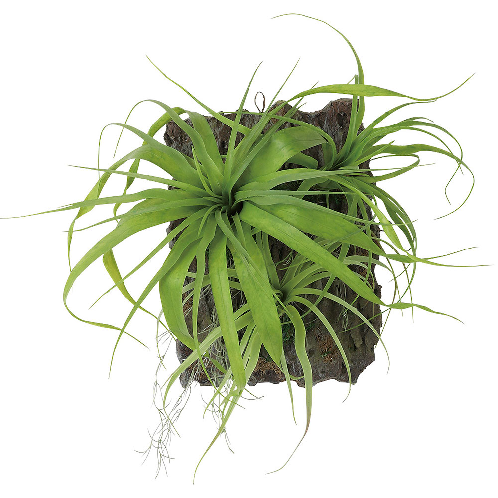 チランジア エアプランツ ティランジア インテリアグリーン おしゃれ