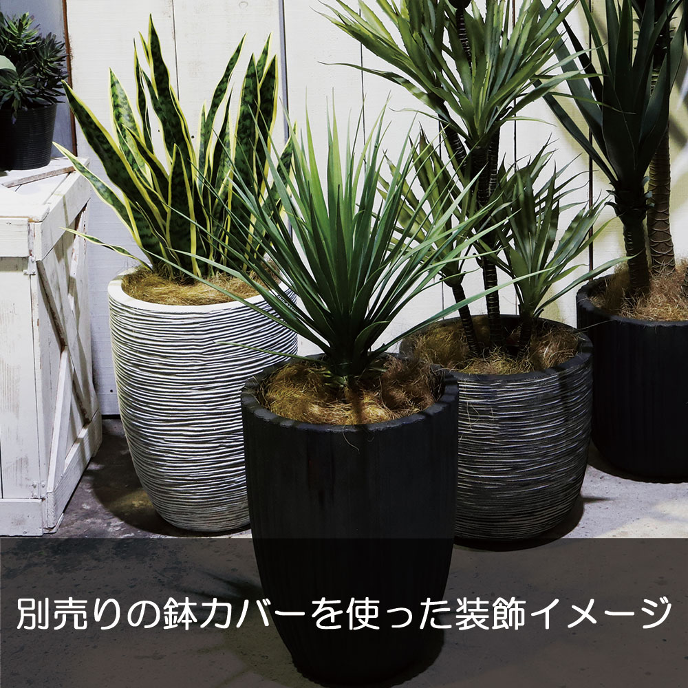 ユッカ ロストラータ 青年の木 インテリアグリーン おしゃれ 人気