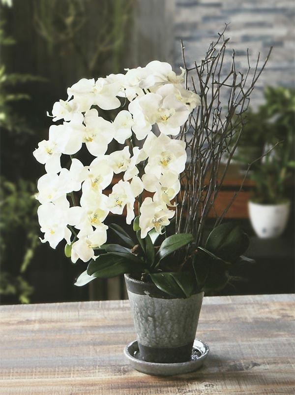 Credo Orchid 胡蝶蘭 大きめアレンジメント Amazon｜Credo 農家直送品 立札付き 大輪胡蝶蘭 3本立ち27輪以上