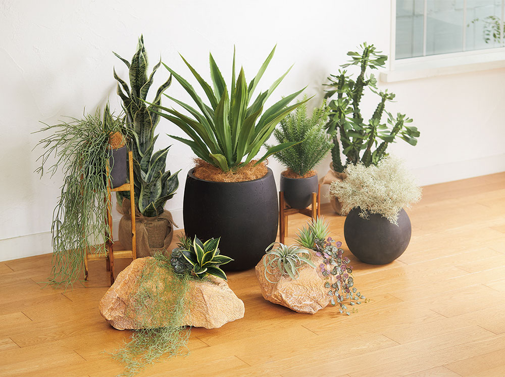 ティランジア チランジア エアプランツ おしゃれ 人気 リアル フェイク