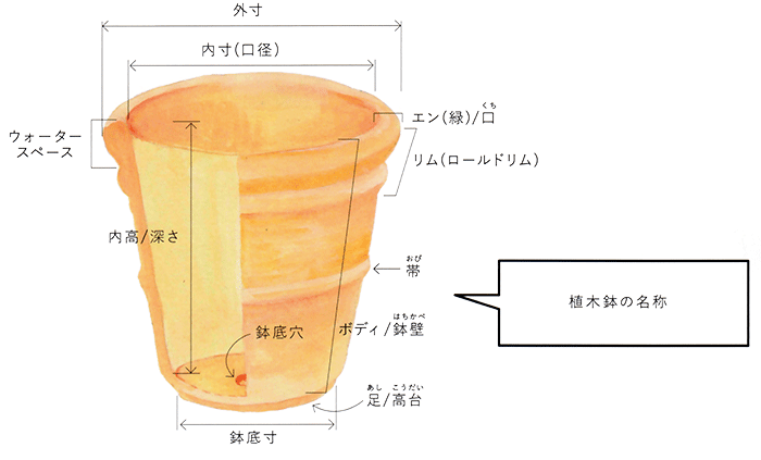 元の観葉植物 鉢 サイズ 測り方 すべての美しい花の画像