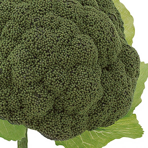 食品サンプル ブロッコリー リアル フェイクフード 野菜 アレンジ 撮影 