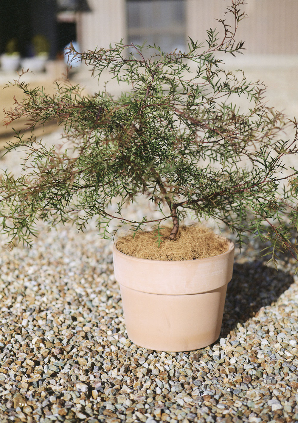 植木鉢 大型 テラコッタ おしゃれ 人気 おすすめ プランター ポット 器