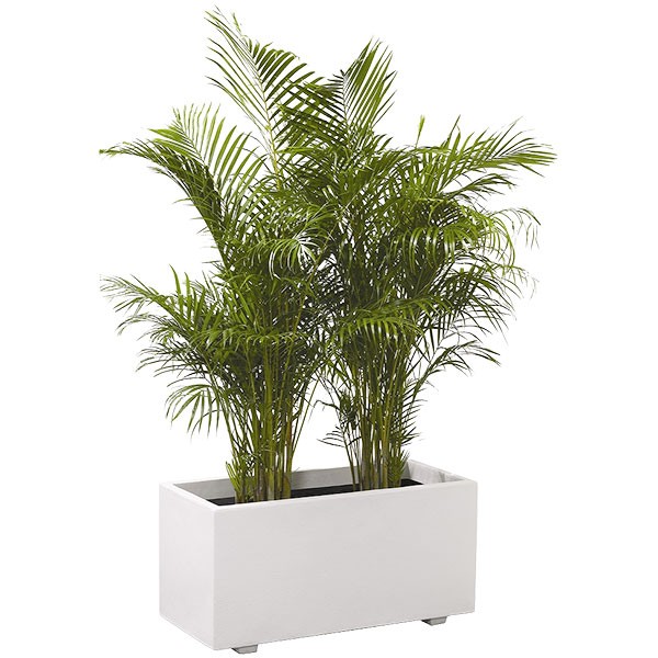 ワシントンヤシ④ 鉢底から約99cm ワシントンヤシ④ 鉢底から約99cm