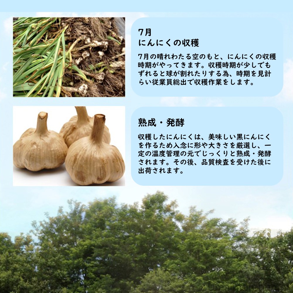 にんにく王子の焼肉のたれ つけだれ 300ml×2本 松山ハーブ農園 青森県