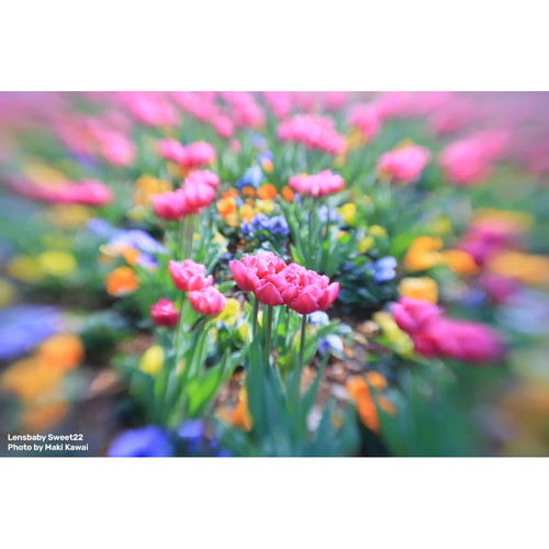 Lensbaby（レンズベビー） 即配 (KT) Lensbaby Sweet 22 Kit