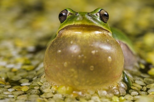 取寄 (SJ) LAOWA ラオワ 交換レンズ 100mm F2.8 2×Ultra Macro APO