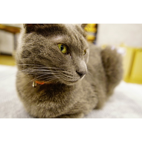 ★超美品★Canon EF-S 15-85mm F3.5-5.6 IS USM 3,000円分キャッシュバック対象商品]受注生産 (KT) TOKINA