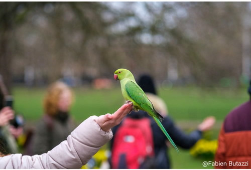 アウトレット(新古品)[店舗保証3ヵ月](KT) 即配 SAMYANG サムヤン AF