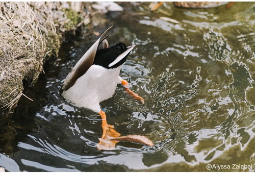アウトレット(新古品)[店舗保証3ヵ月](KT) 即配 SAMYANG サムヤン AF