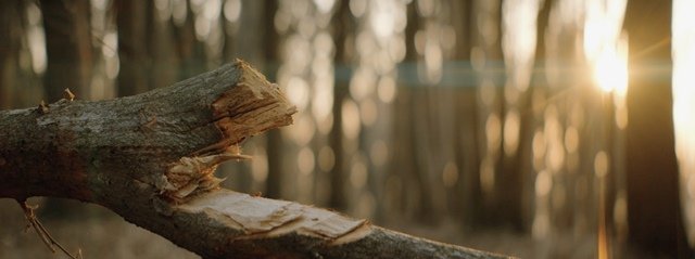 LAOWA 取寄 (SJ) Proteus 2X Anamorphic 28mm T2 Amber (Feet) Canon