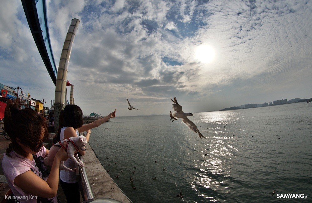 SAMYANG 取寄 サムヤン 8mm F3.5 UMC Fish-eye CSII