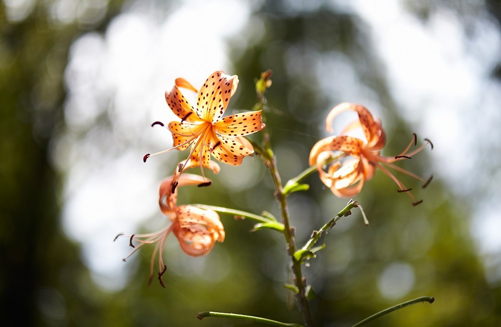SAMYANG（サムヤン） 即配 85mmF1.4 ASPHERICAL IF キヤノンRF用