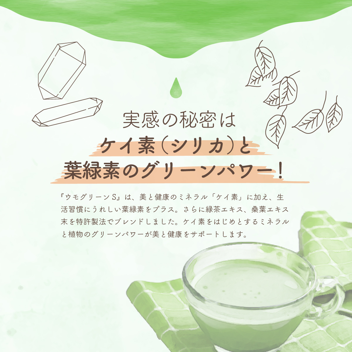 水溶性ケイ素に葉緑素をプラス！】UMOGREEN S濃縮溶液 【葉緑素 桑葉