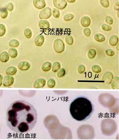 天然酵母の顕微鏡写真