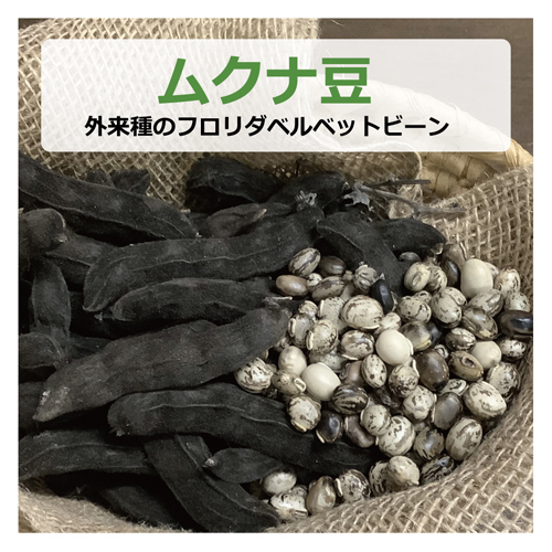 ムクナ豆（外来種のフロリダベルベットビーン） 100g 【健康サポート
