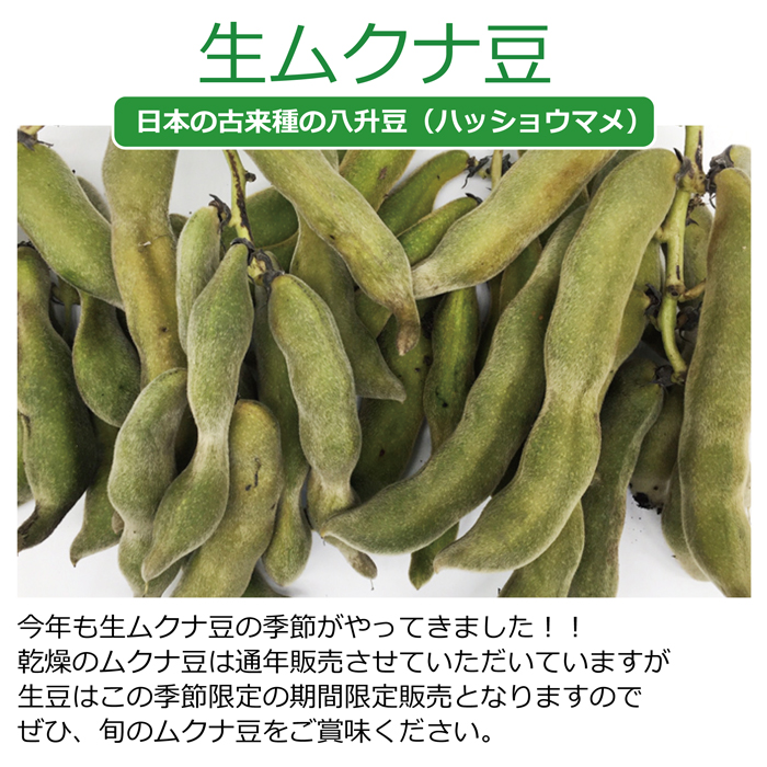 生 ムクナ豆 （日本の古来種の八升豆） （200g） （ハッショウマメ